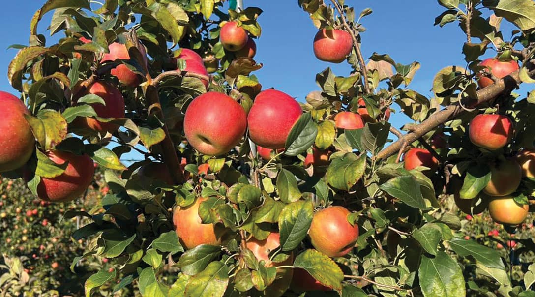 apples on a tree