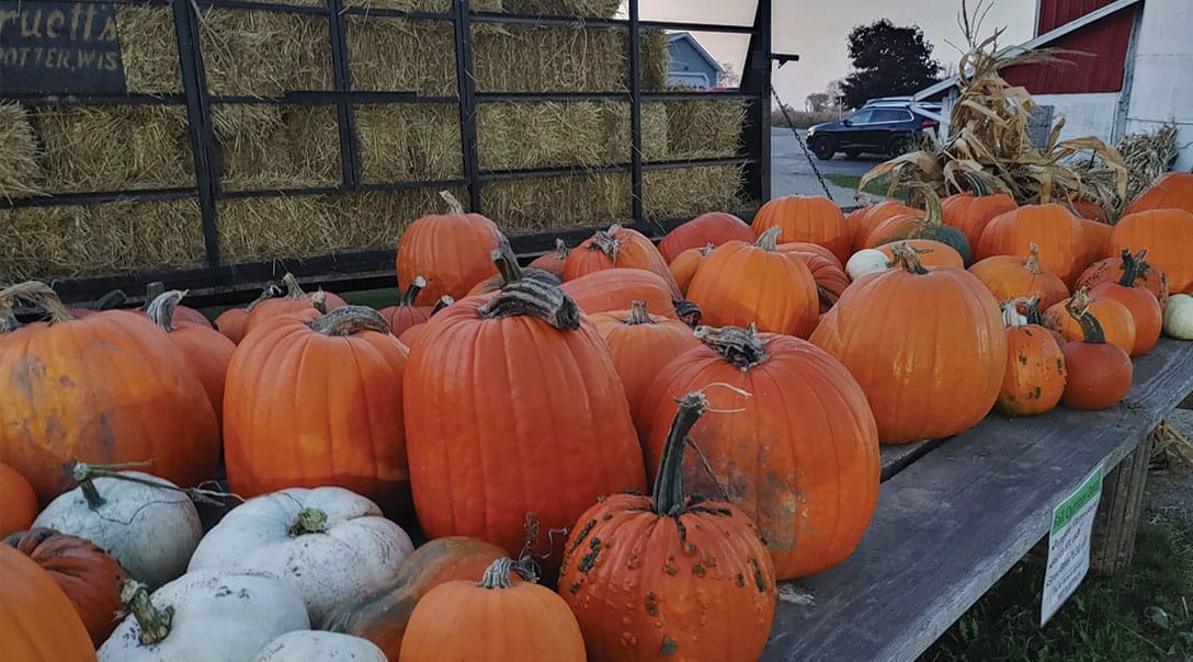 pumpkins